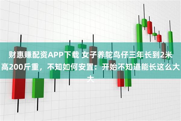 财惠赚配资APP下载 女子养鸵鸟仔三年长到2米高200斤重，不知如何安置：开始不知道能长这么大